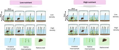 Nutrient enrichment, propagule pressure, and herbivory interactively influence the competitive ability of an invasive alien macrophyte Myriophyllum aquaticum